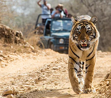 rajasthan wildlife tour package